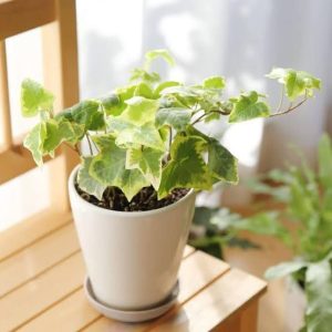 english ivy plant