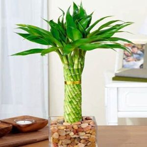 green lucky wheel bamboo plant