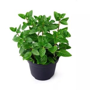 peppermint plant