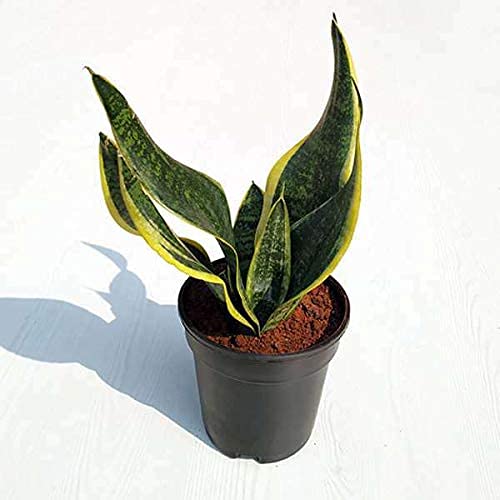 sansevieria plant snake plant sansevieria plant snake plant