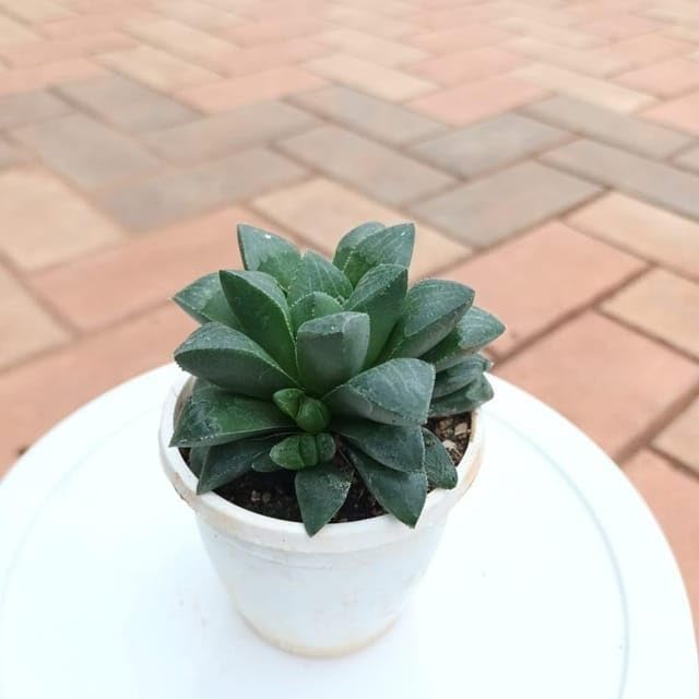 haworthia plant haworthia plant