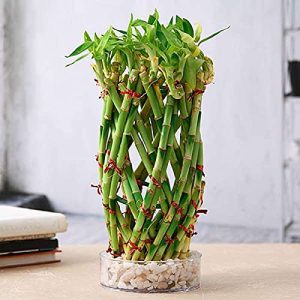 pineapple basket lucky bamboo plant