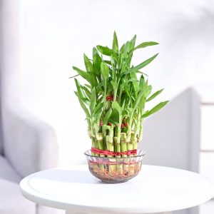 lucky bamboo 3 layer feng shui plant