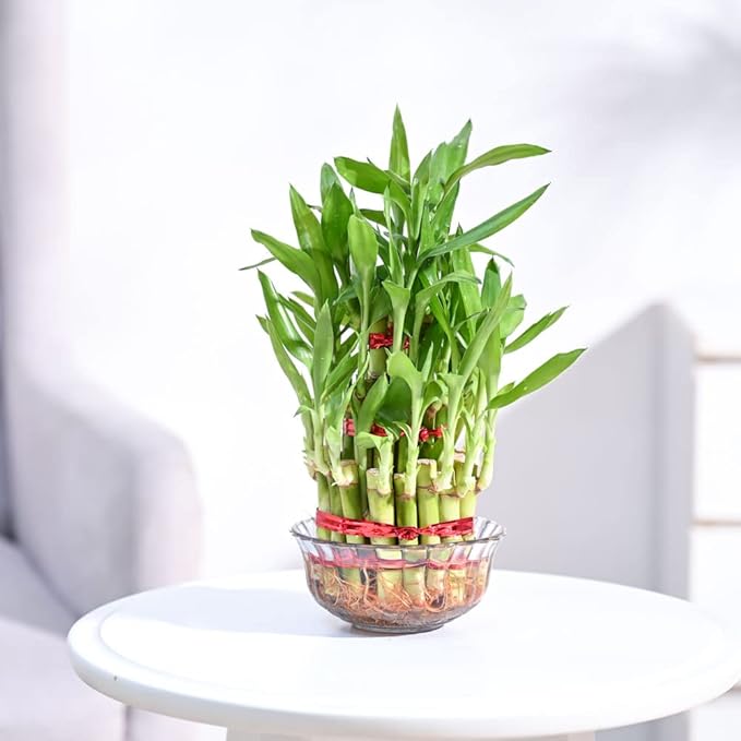 lucky bamboo 3 layer feng shui plant lucky bamboo 3 layer feng shui plant