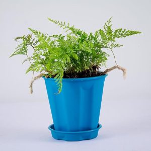 rabbit foot fern natural live plant