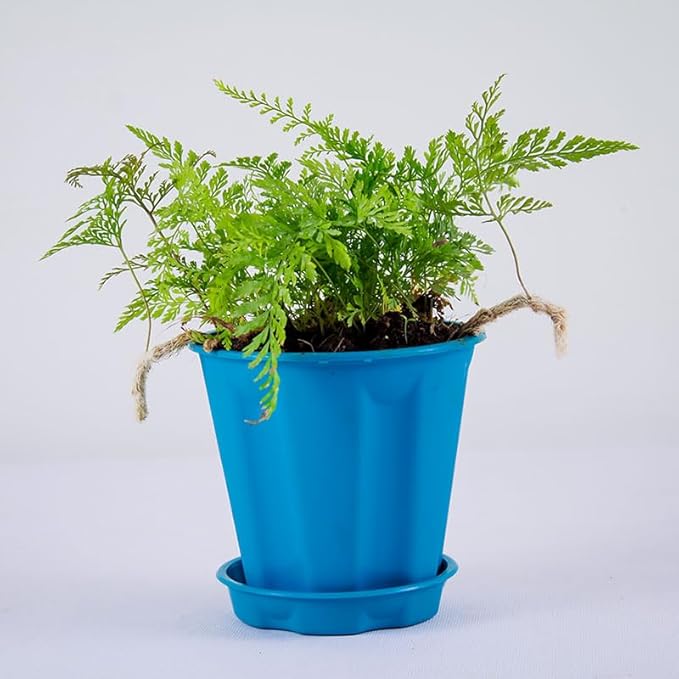 rabbit foot fern natural live plant rabbit foot fern natural live plant