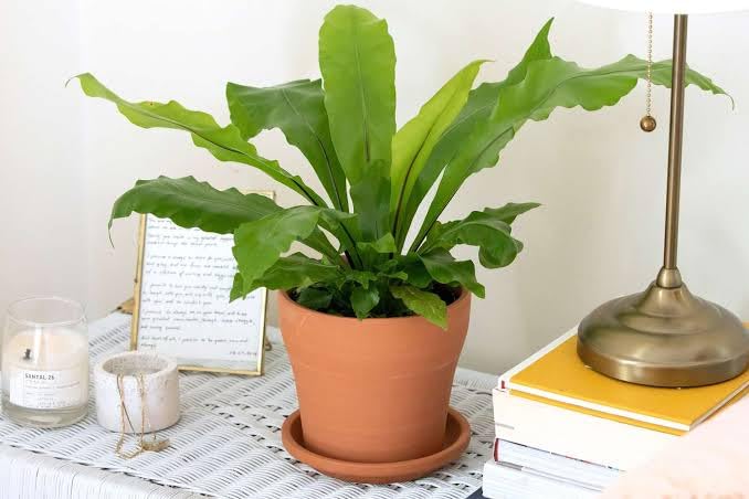 osaka bird nest fern live plant osaka bird nest fern live plant