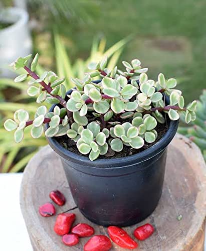 jade plant, crassula ovata jade plant, crassula ovata