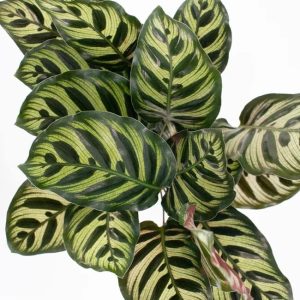 calathea mikoyan (peacock plant)
