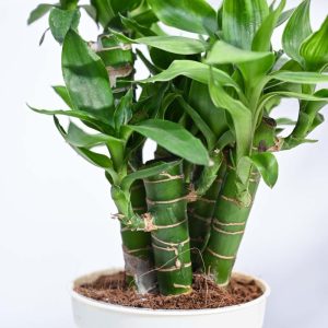 lotus lucky bamboo plant 5 sticks