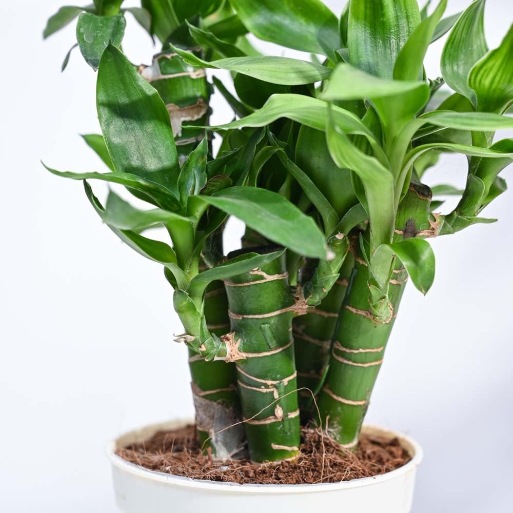 lotus lucky bamboo plant 5 sticks lotus lucky bamboo plant 5 sticks