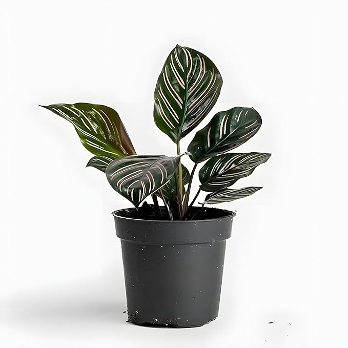 pinstripe calathea (ornata sanderiana) pinstripe calathea (ornata sanderiana)