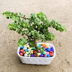 jade bonsai