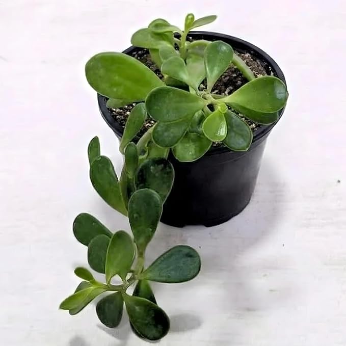 trailing jade plant trailing jade plant