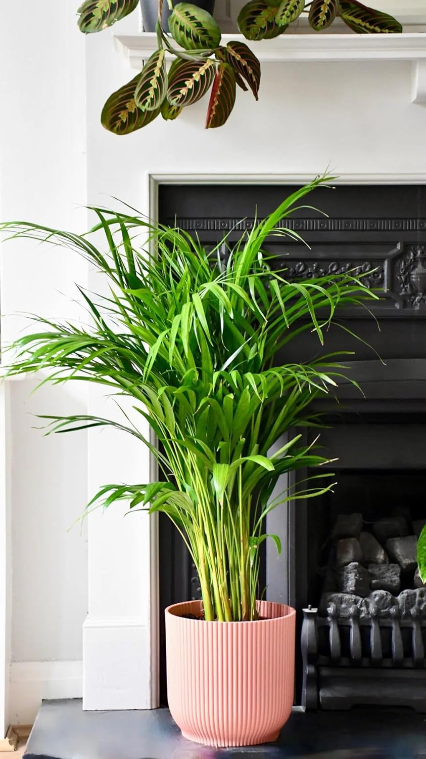 areca palm live plant areca palm live plant
