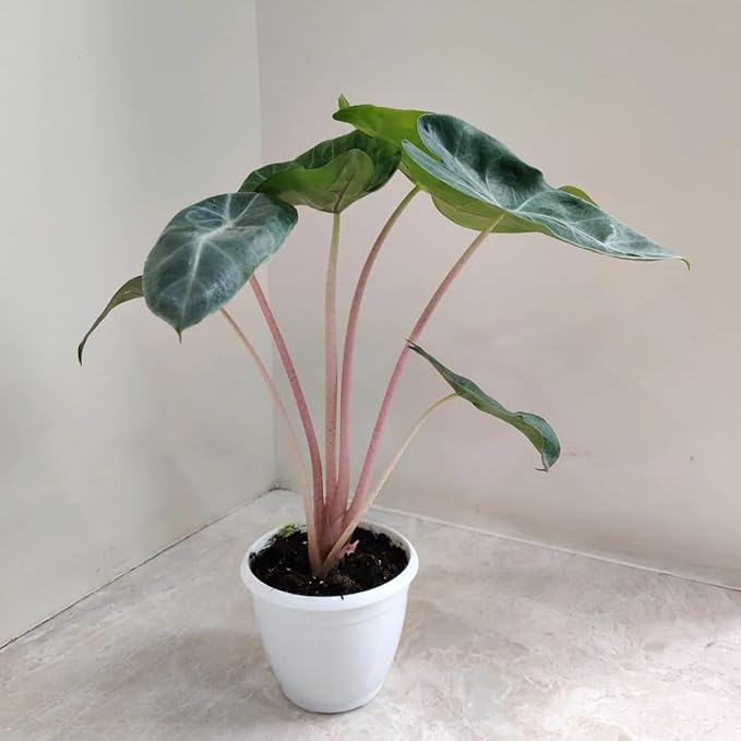 alocasia pink dragon alocasia pink dragon