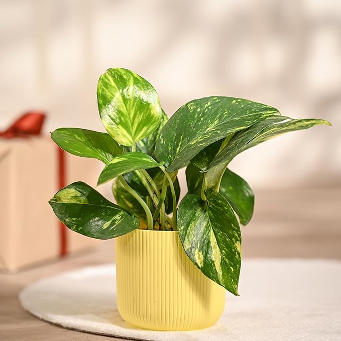 money plant variegated money plant variegated
