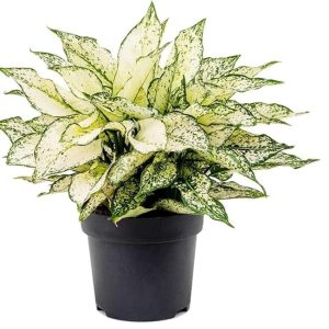 aglaonema white plant