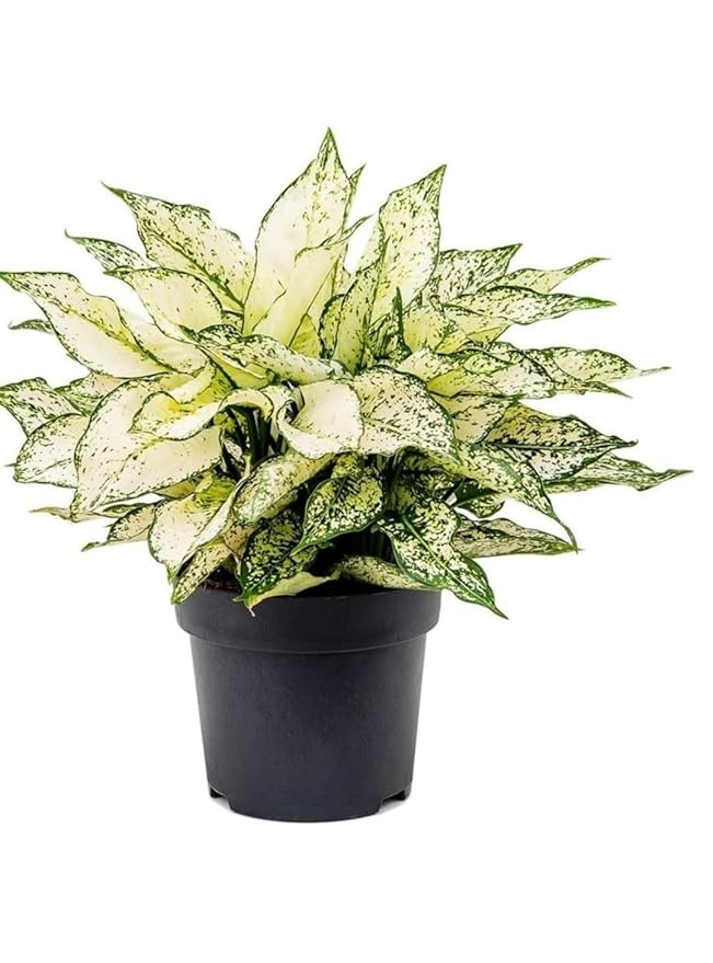 aglaonema white plant aglaonema white plant