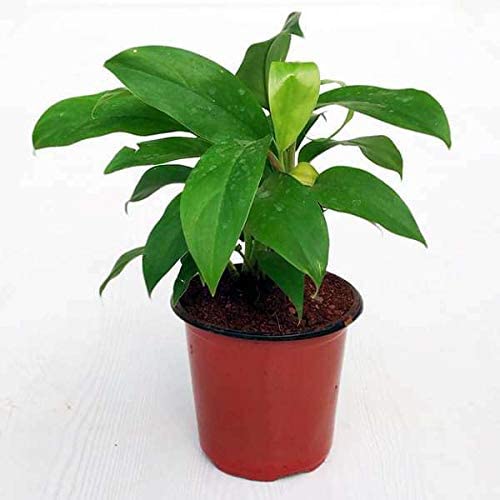 philodendron ceylon plant philodendron ceylon plant