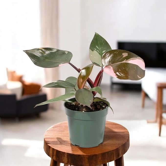 philodendron pink princess philodendron pink princess
