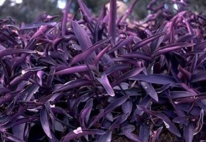 secresia purple heart secresia purple heart