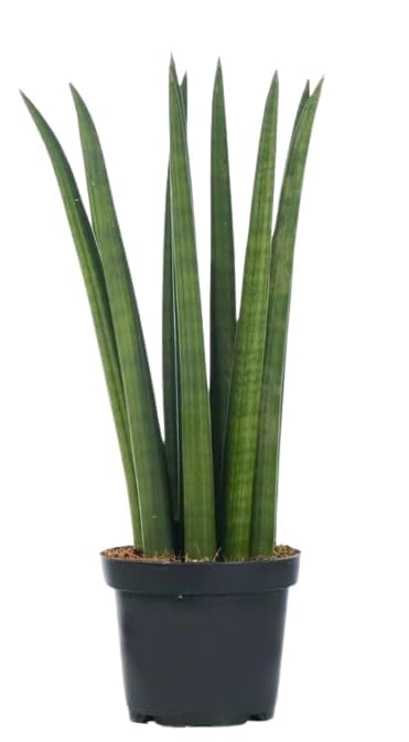 sansevieria cylindrica sanke plant sansevieria cylindrica sanke plant
