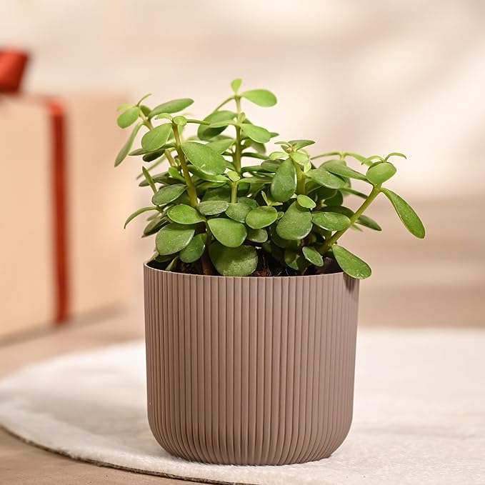 jade plant jade plant