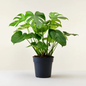 Office Plant