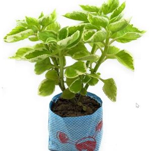 ajwain herb plant