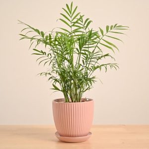 bamboo palm live plant