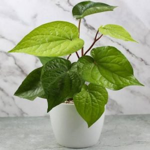 maghai paan/betel leaf