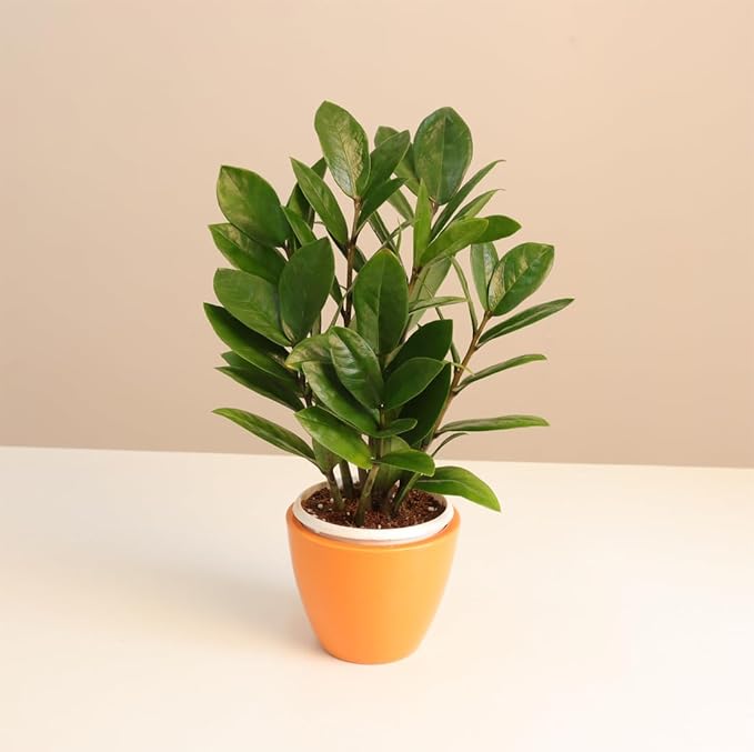 Zamia Green – ZZ Plant