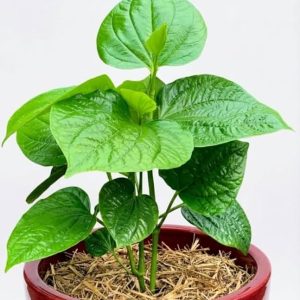 Plant