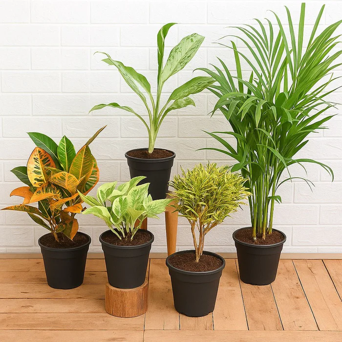 nurserylive combo packs plants top 5 monsoon special foliage plants for home decor 700x700