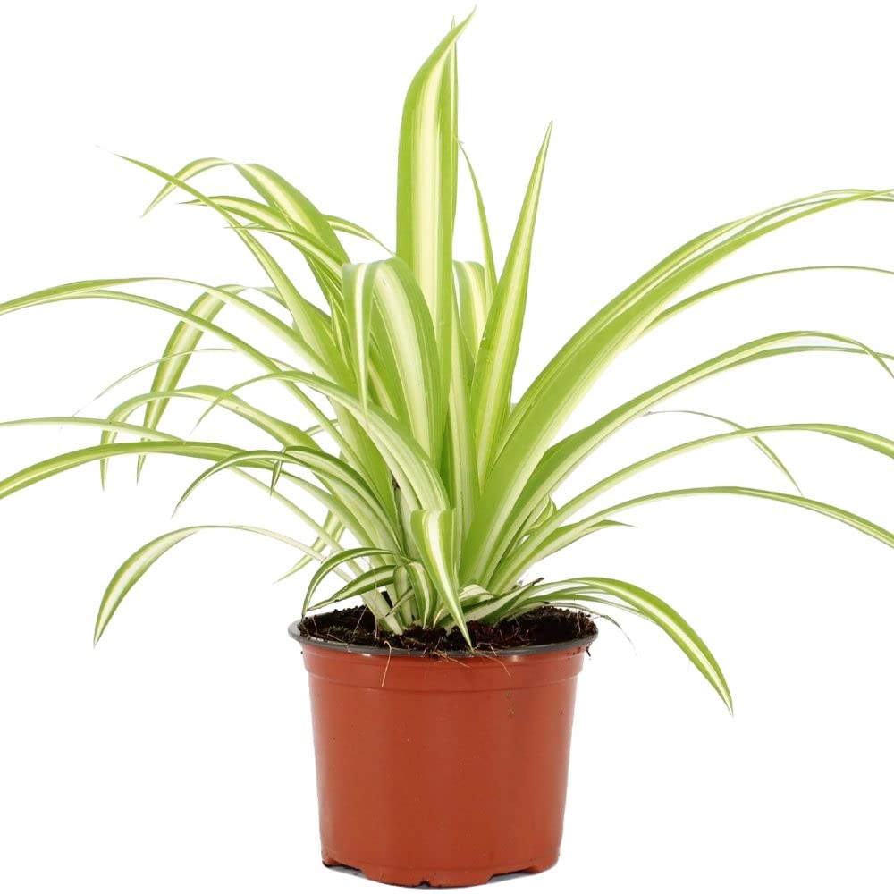chlorophytum spider plant chlorophytum spider plant