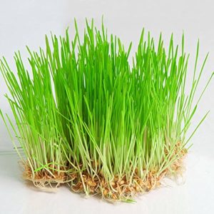 wheatgrass seeds (10gms)