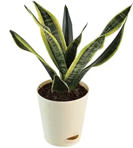 futura superba snake plant