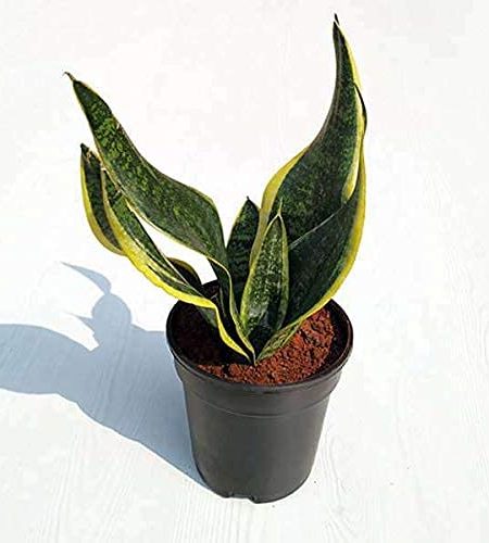 sansevieria plant snake plant