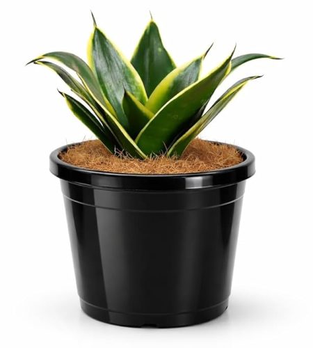 golden hanhi snake plant