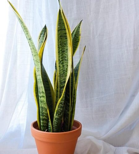 snake plant sansevieria