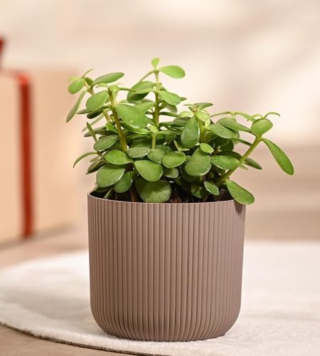 jade mini plant